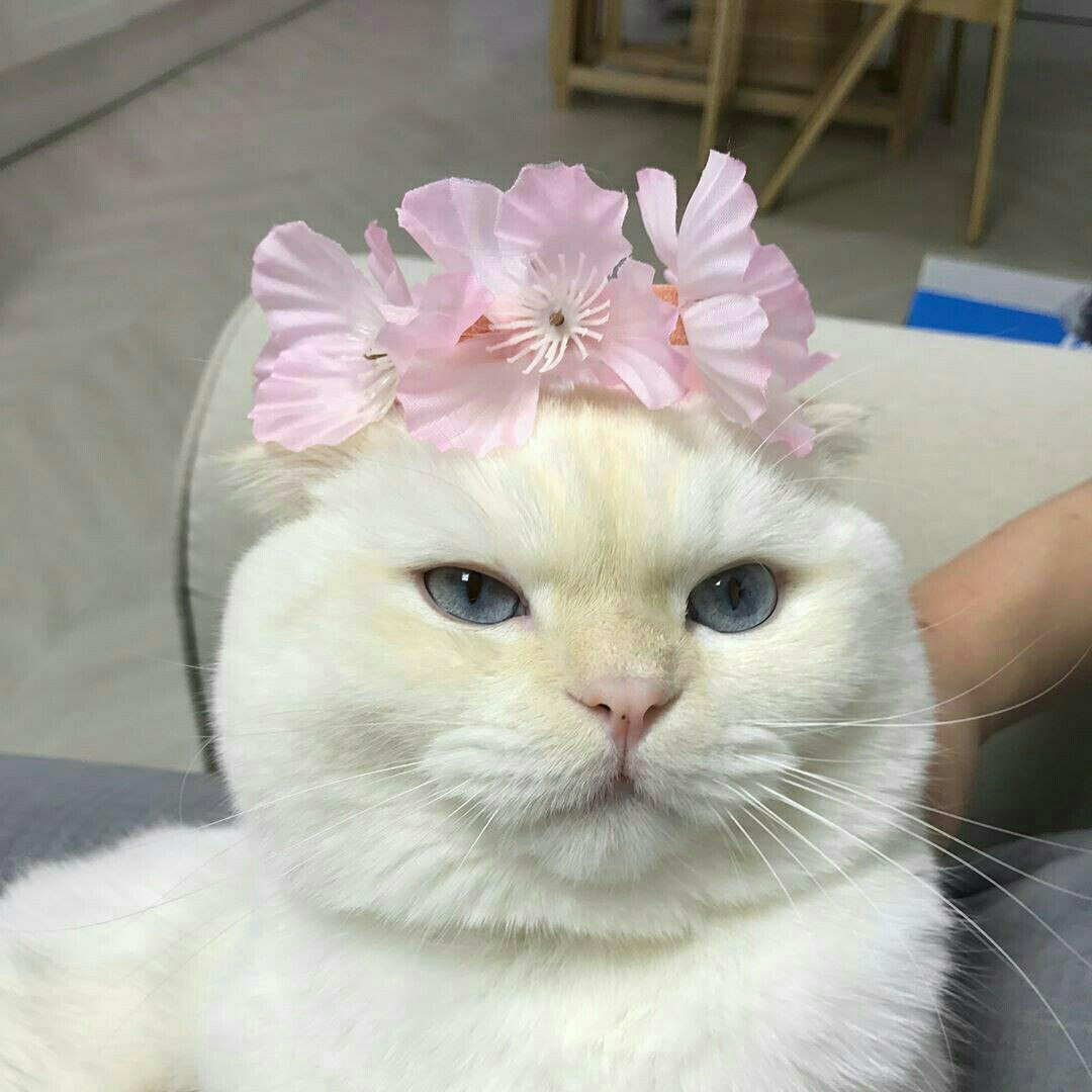 Милый котик с цветочком