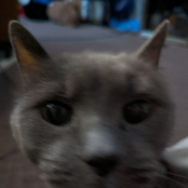 just a bit silly / soju