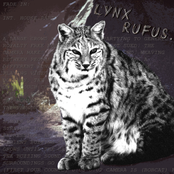 Lynx Rufus