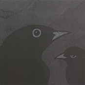 the blackbird's whistle