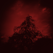 Scarlet Ethereal