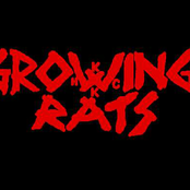 Growing Rats