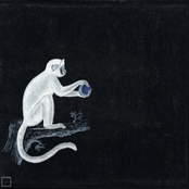 Curse Monkey