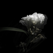 Cory Chisel: Tell Me True