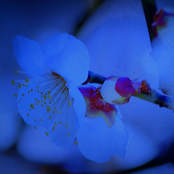 Takuya Nakamura: Plum Tree