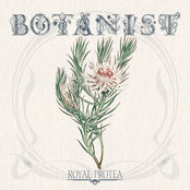 Royal Protea