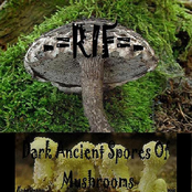 Dark Ancient Spores Of Mushrooms