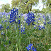 All This Sorrow, All These Knives...