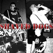 shaved dogs