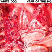 Year Of The Pig