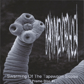 Swarming Of The Tapeworm Scolex