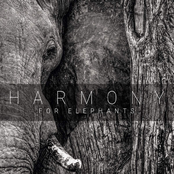 Brendan Eyre: Harmony for Elephants