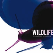 Wildlife