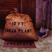 10 Ft. Ganja Plant: Presents