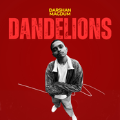 Dandelions