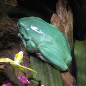 Random Froggy Mishmash