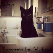 Transcaucasian black Felis daemon