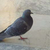 Call Me Maybe (Single)