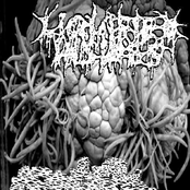Liquified Insides / Ascaris