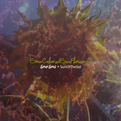 SourColoredSunFlower(s)