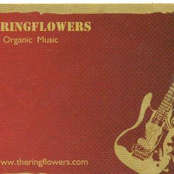 the ringflowers