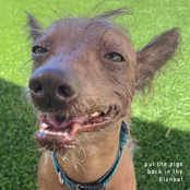 Put The Pigs Back In The Blanket