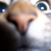 a cats nose