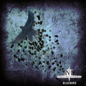 Bluebird - Single