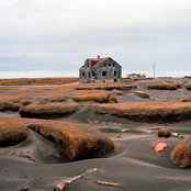 Yellow Flowers Bloom