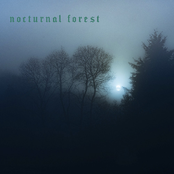 nocturnal forest