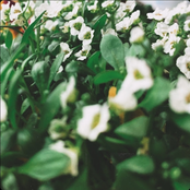 Like a Rose (My Heart Has Wilted)