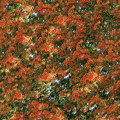 Stormy Late Fall b/w She Was Down