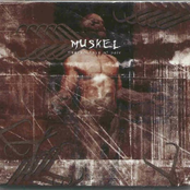 Muskel