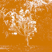 Past Walls and Windows