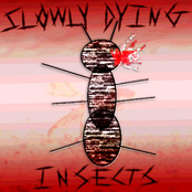 Slowly Dying Insects