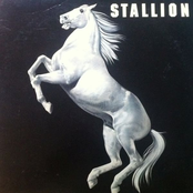 Stallion