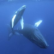 songs of the humpback whale