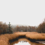 Black Is the Colour (Live)