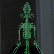 Macronympha / Savage Gospel