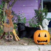 Transitional Neighborhood