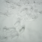 Christmas In June (single)