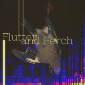Flutter and Perch