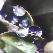 Starling: Bottlebrush Tree