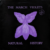 The March Violets: Natural History