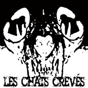 les chats crevés