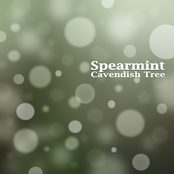Spearmint