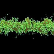 Lymphogranulomatosis