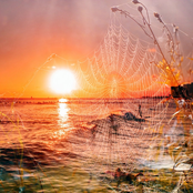 Golden Sun / Spiky Legs