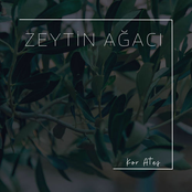 Zeytin Ağacı