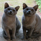 Greetings From WoodyStock